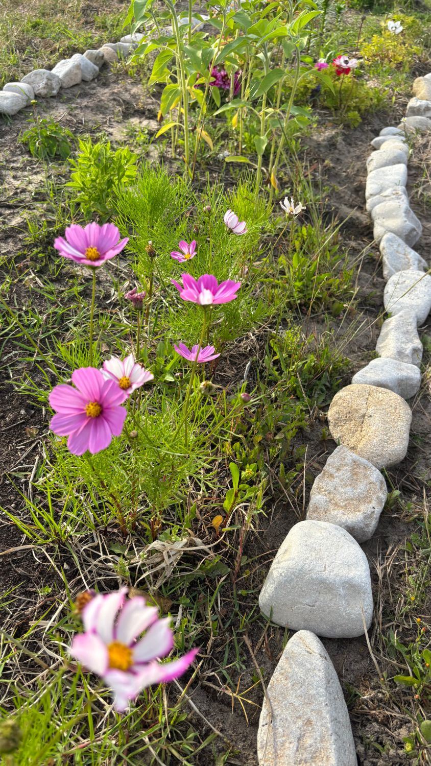 Cosmos cor-de-rosa num canteiro com pedras