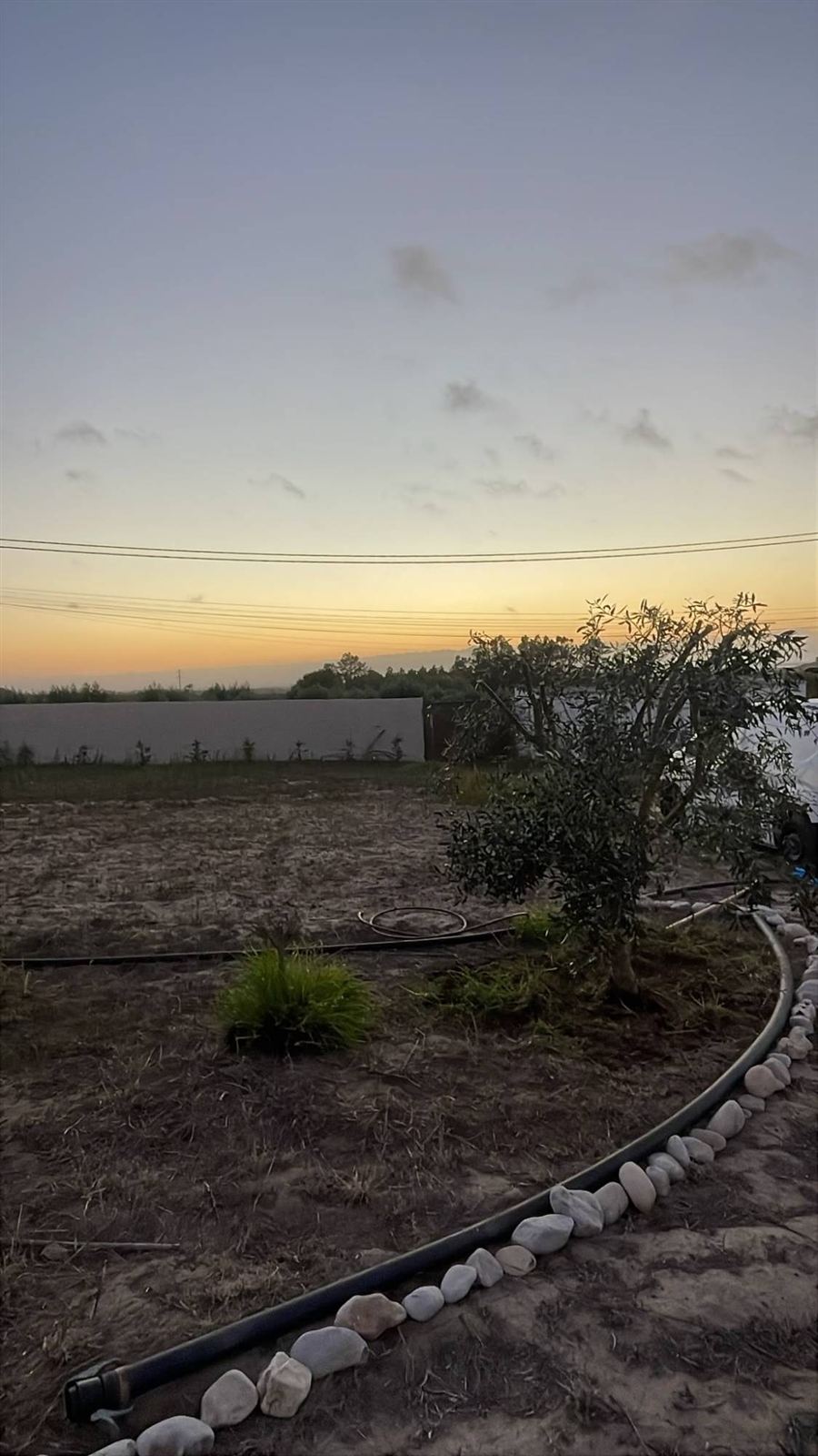 Pôr do sol sobre o jardim, com uma oliveira