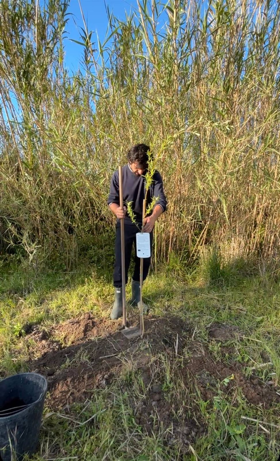 O Gonçalo a plantar uma árvore junto ao canavial