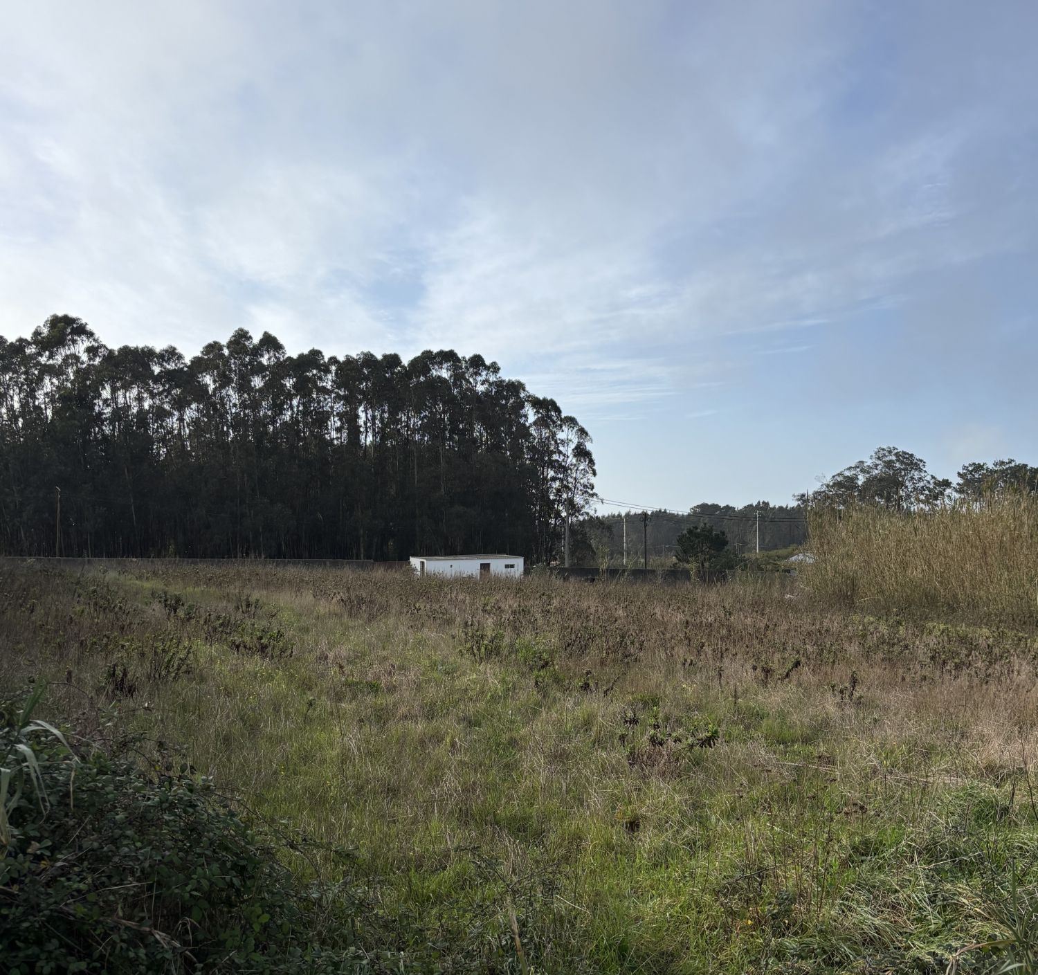 O terreno vazio, com eucaliptos ao fundo