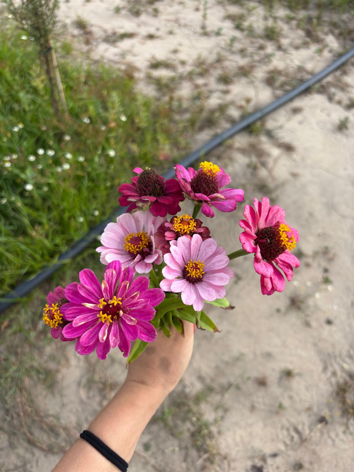 Um ramo de zínias cor-de-rosa colhidas na terra da Casa Essência